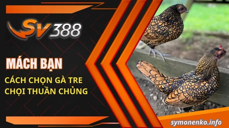 Đá Gà Tre Và Những Bí Mật Chưa Ai Tiết Lộ Cho Bạn  1 Mách bạn cách chọn gà tre chọi thuần chủng